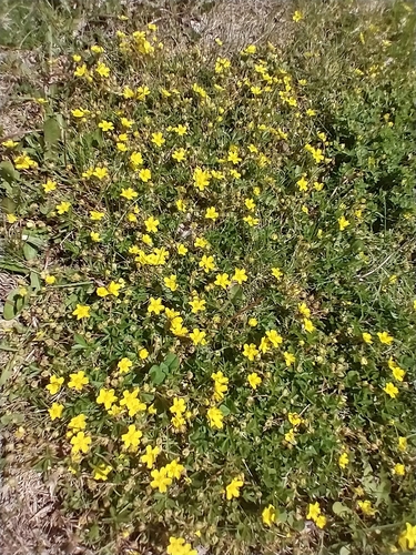 Creeping cinquefoil (Potentilla reptans)