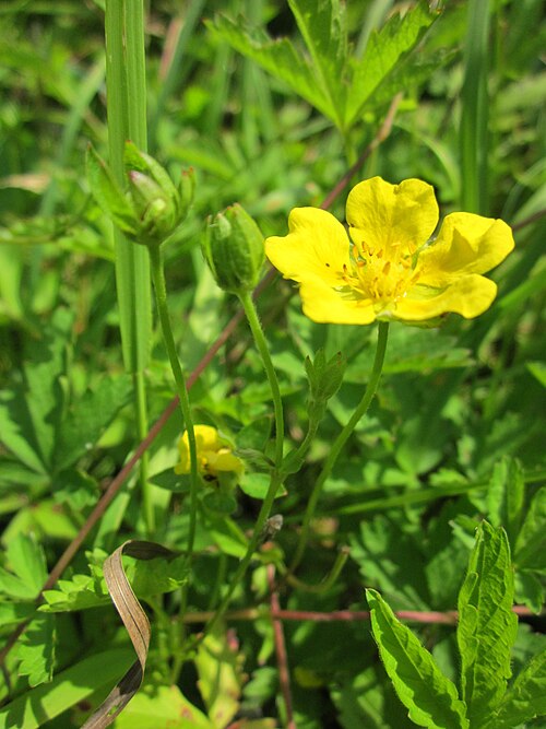 Creeping cinquefoil: Kriechendes Fingerkraut ( Potentilla reptans ) im Hockenheimer Rheinbogen