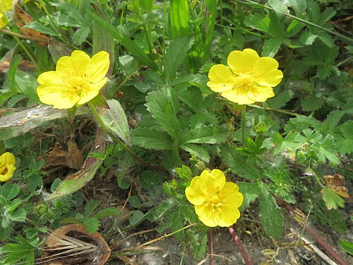 Creeping cinquefoil: Kriechendes Fingerkraut ( Potentilla reptans ) im Hockenheimer Rheinbogen
