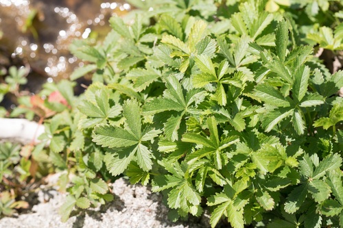 Creeping cinquefoil (Potentilla reptans)