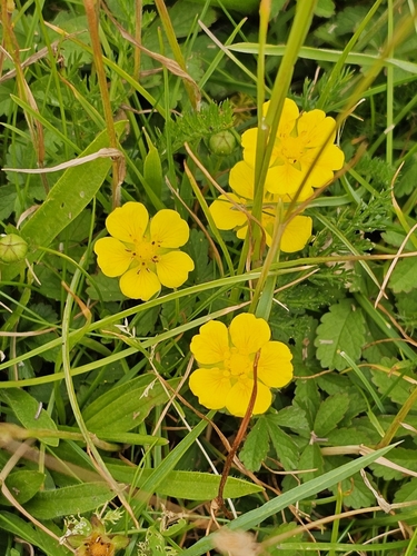 Creeping cinquefoil (Potentilla reptans)