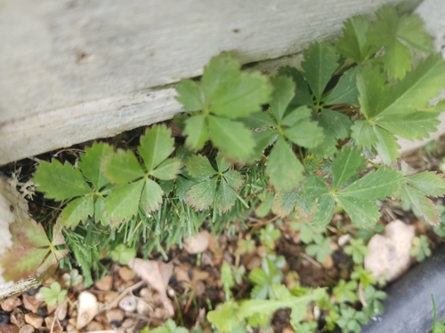 Creeping cinquefoil (Potentilla reptans)