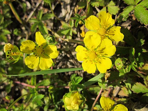 Creeping cinquefoil: Kriechendes Fingerkraut ( Potentilla reptans ) im Hockenheimer Rheinbogen