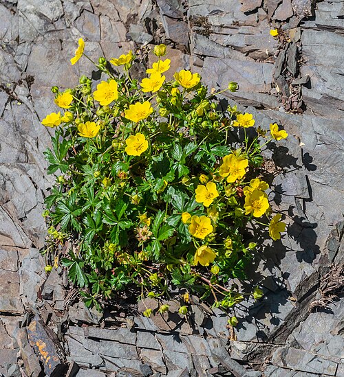 Creeping cinquefoil: Potentilla reptans at col de Tavaneuse in commune of Saint-Jean-d'Aulps, Haute-Savoie, France