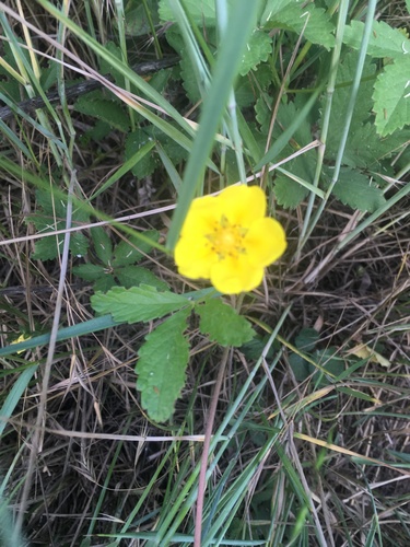 Creeping cinquefoil (Potentilla reptans)