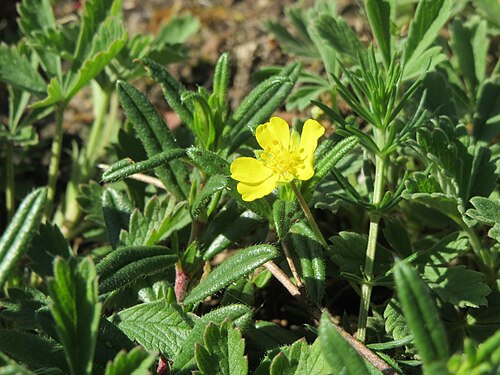 Creeping cinquefoil: Kriechendes Fingerkraut ( Potentilla reptans ) im Naturschutzgebiet Hirschacker und Dossenwald