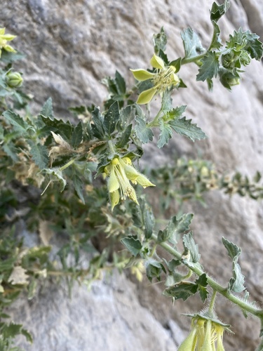 Presliophytum incanum (Presliophytum incanum)