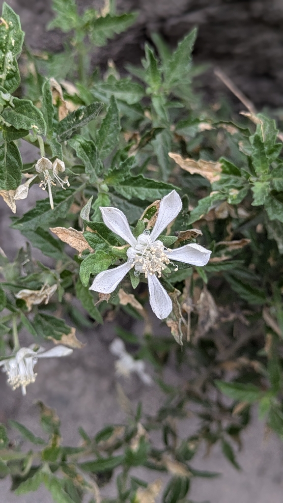 Presliophytum incanum (Presliophytum incanum)