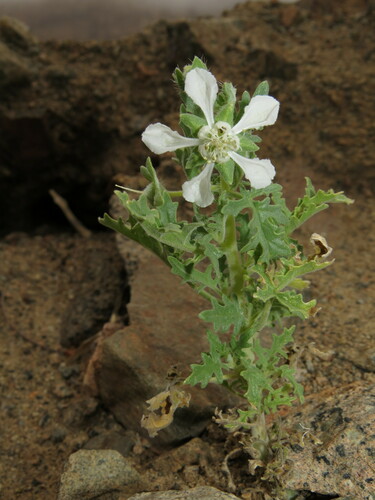 Presliophytum incanum (Presliophytum incanum)