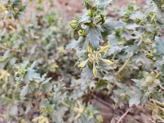 Presliophytum incanum (Presliophytum incanum)