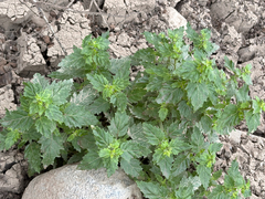 Presliophytum incanum (Presliophytum incanum)