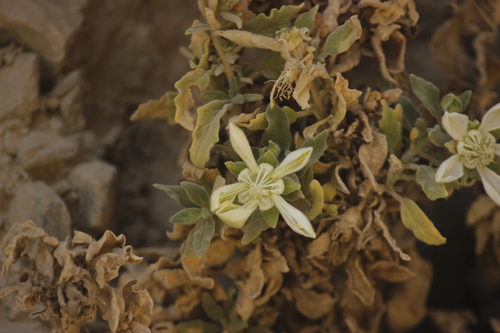 Presliophytum incanum (Presliophytum incanum)