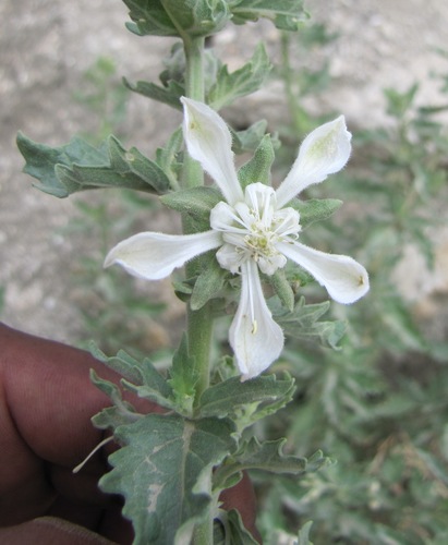 Presliophytum incanum (Presliophytum incanum)