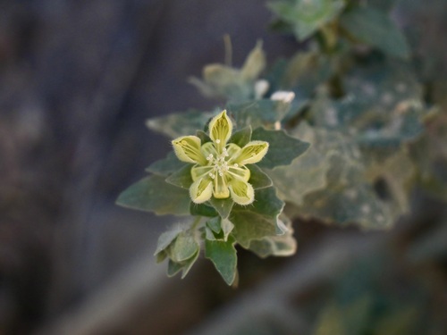 Presliophytum incanum (Presliophytum incanum)