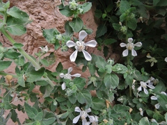 Presliophytum incanum (Presliophytum incanum)