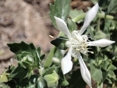 Presliophytum incanum (Presliophytum incanum)