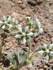 Presliophytum malesherbioides (Presliophytum malesherbioides)