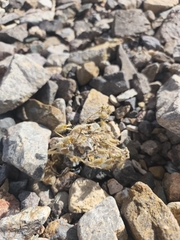Presliophytum malesherbioides (Presliophytum malesherbioides)