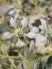 Presliophytum malesherbioides (Presliophytum malesherbioides)