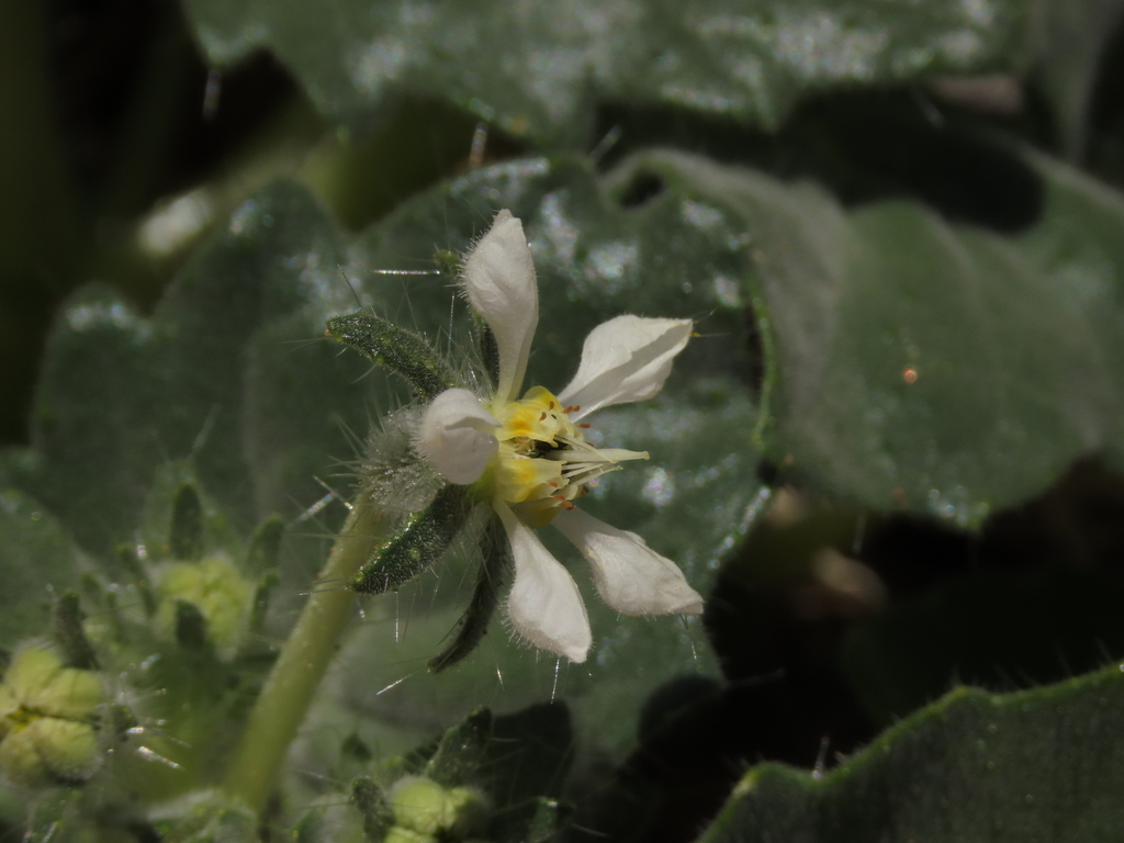 Presliophytum malesherbioides (Presliophytum malesherbioides)