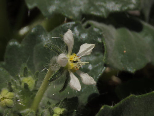 Presliophytum malesherbioides (Presliophytum malesherbioides)