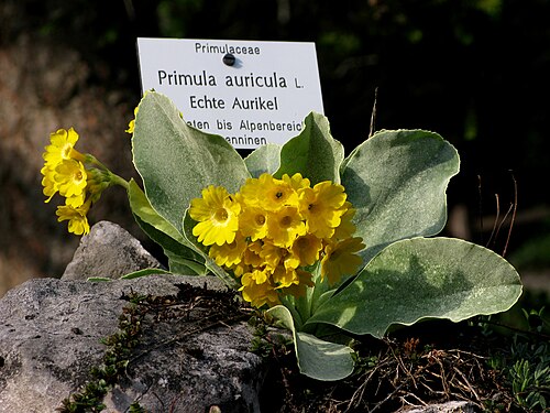 Auricula: Beschreibung kommt noch