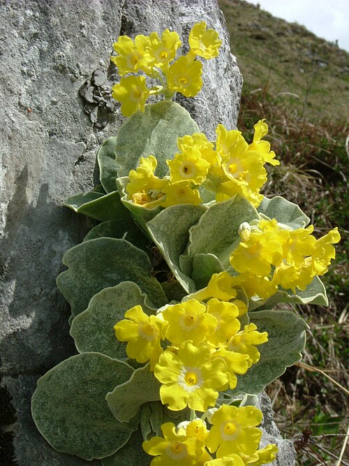 Auricula: Aurikel (Primula auricula) am Jenner