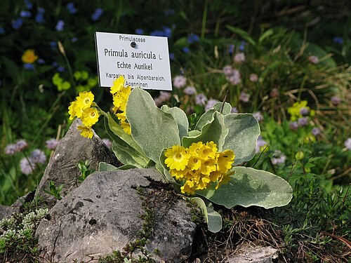 Auricula: Beschreibung kommt später
