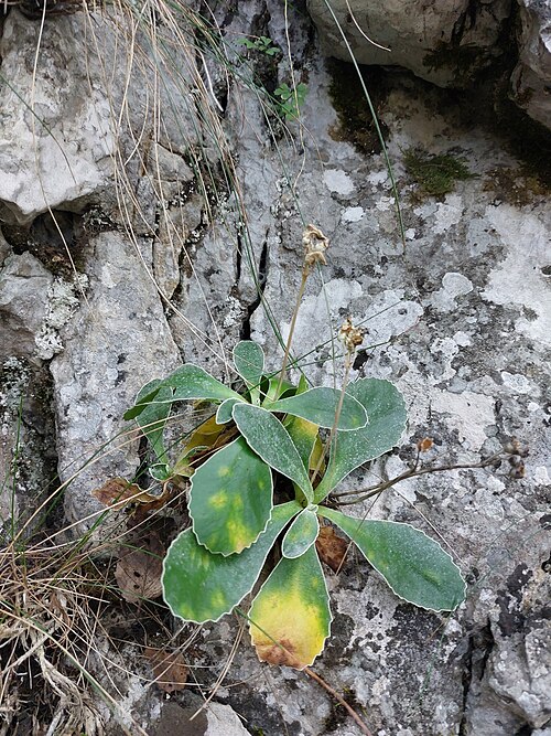 Auricula: auricula, mountain cowslip, bear's ear