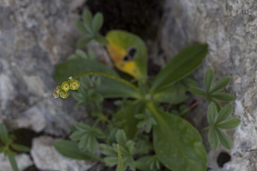 Auricula: Alpenaurikel (Primula auricula) - Jägerkamp / Aiplspitz