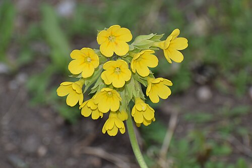 Oxlip: This is a photo of a natural site in Armenia identified by the ID
