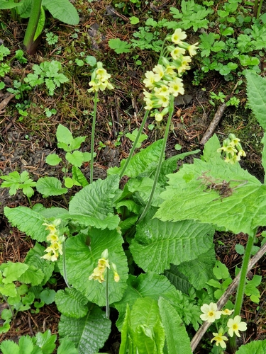 Oxlip (Primula elatior)