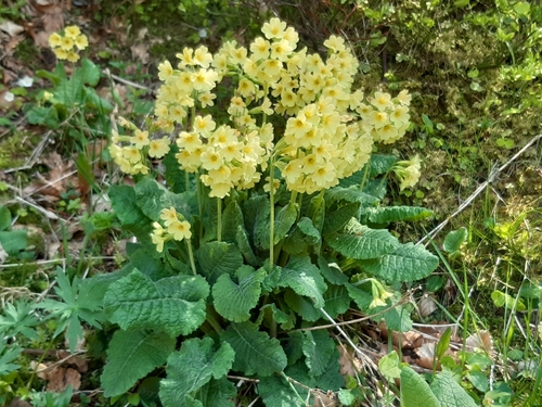 Oxlip (Primula elatior)
