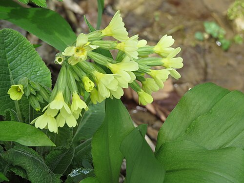 Oxlip: Primula elatior (true oxlip) at Bichlhäusl, Haltgraben, Frankenfels, Austria