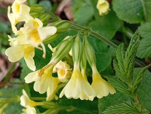 Oxlip (Primula elatior)