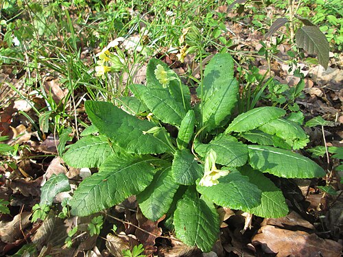 Oxlip: Hohe Schlüsselblume ( Primula elatior ) im Brettwald bei Malsch