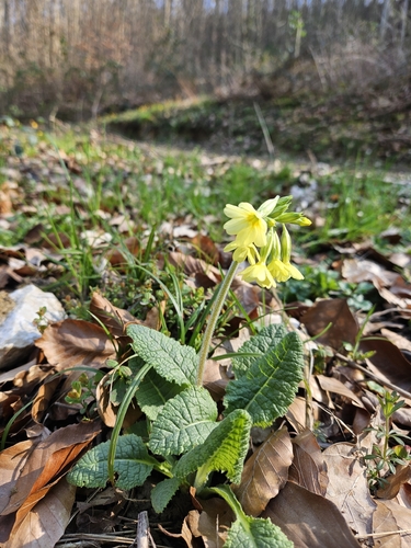 Oxlip (Primula elatior)