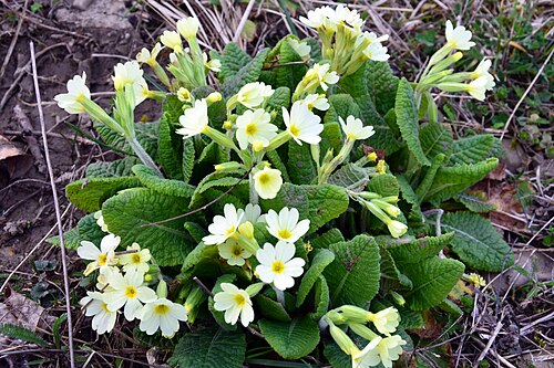 Oxlip: Sanok, im März 2014 Primula elatior