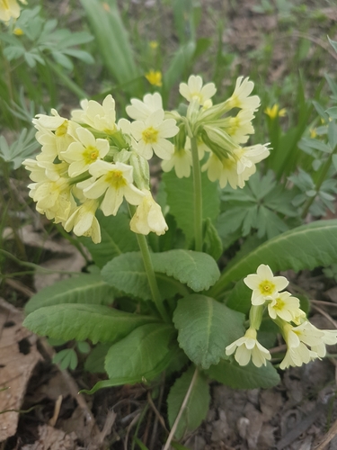 Oxlip (Primula elatior)