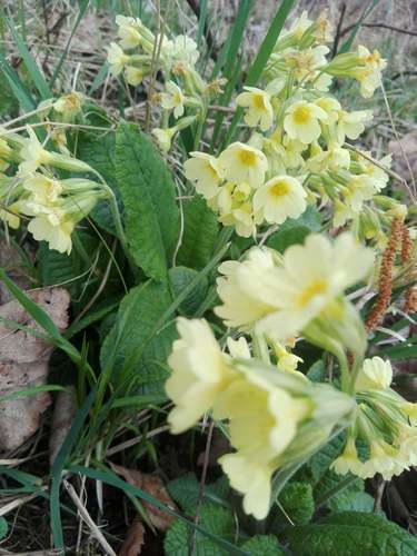 Oxlip