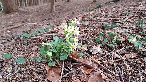 Oxlip: Primula elatior (true oxlip) at Bichlhäusl, Haltgraben, Frankenfels, Austria