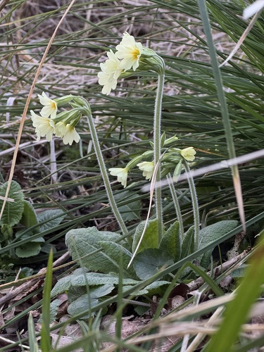 Oxlip (Primula elatior)