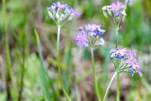 Bird's eye primrose: NSG-00576.01 Riedholz und Grettstädter Wiesen, Primula farinosa