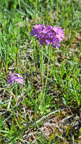 Bird's eye primrose (Primula farinosa)