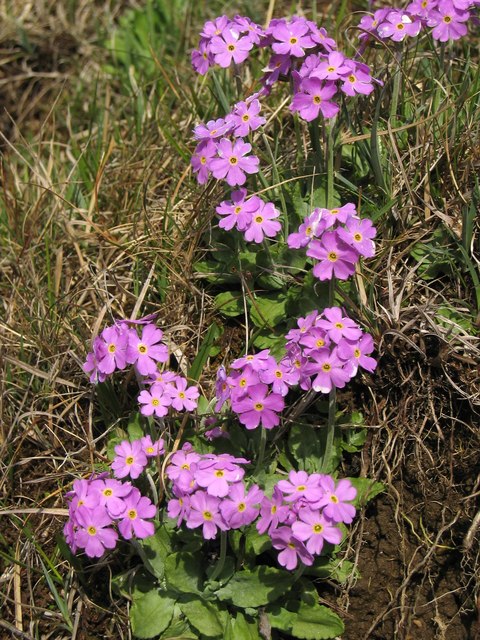 Bird's eye primrose: Bird's-eye primrose (Primula farinosa) on banks of the River Tees