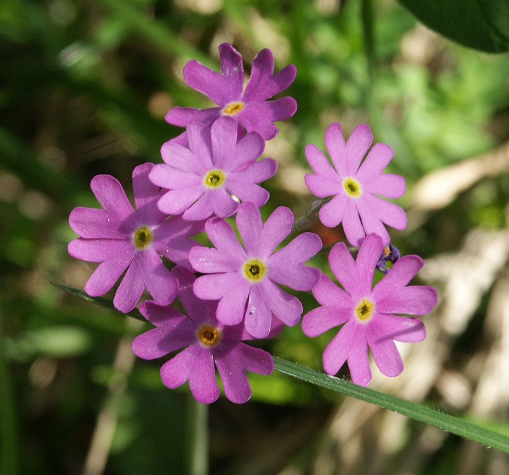 Bird's eye primrose (Primula farinosa)