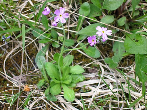 Bird's eye primrose: Mehlprimel Primula farinosa
