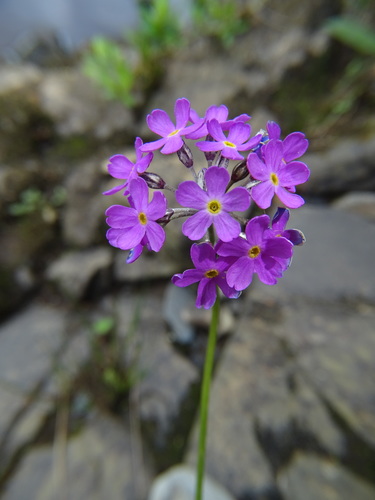 Bird's eye primrose (Primula farinosa)