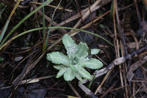 Bird's eye primrose (Primula farinosa)