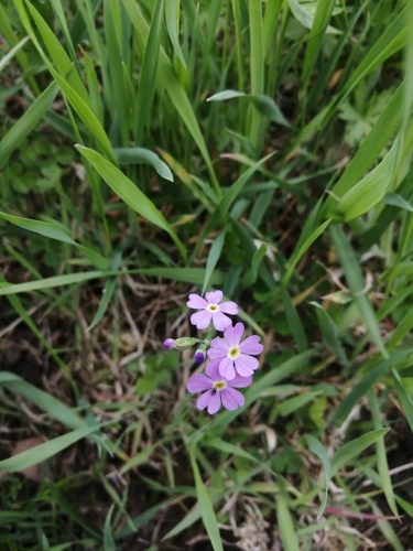 Bird's eye primrose (Primula farinosa)